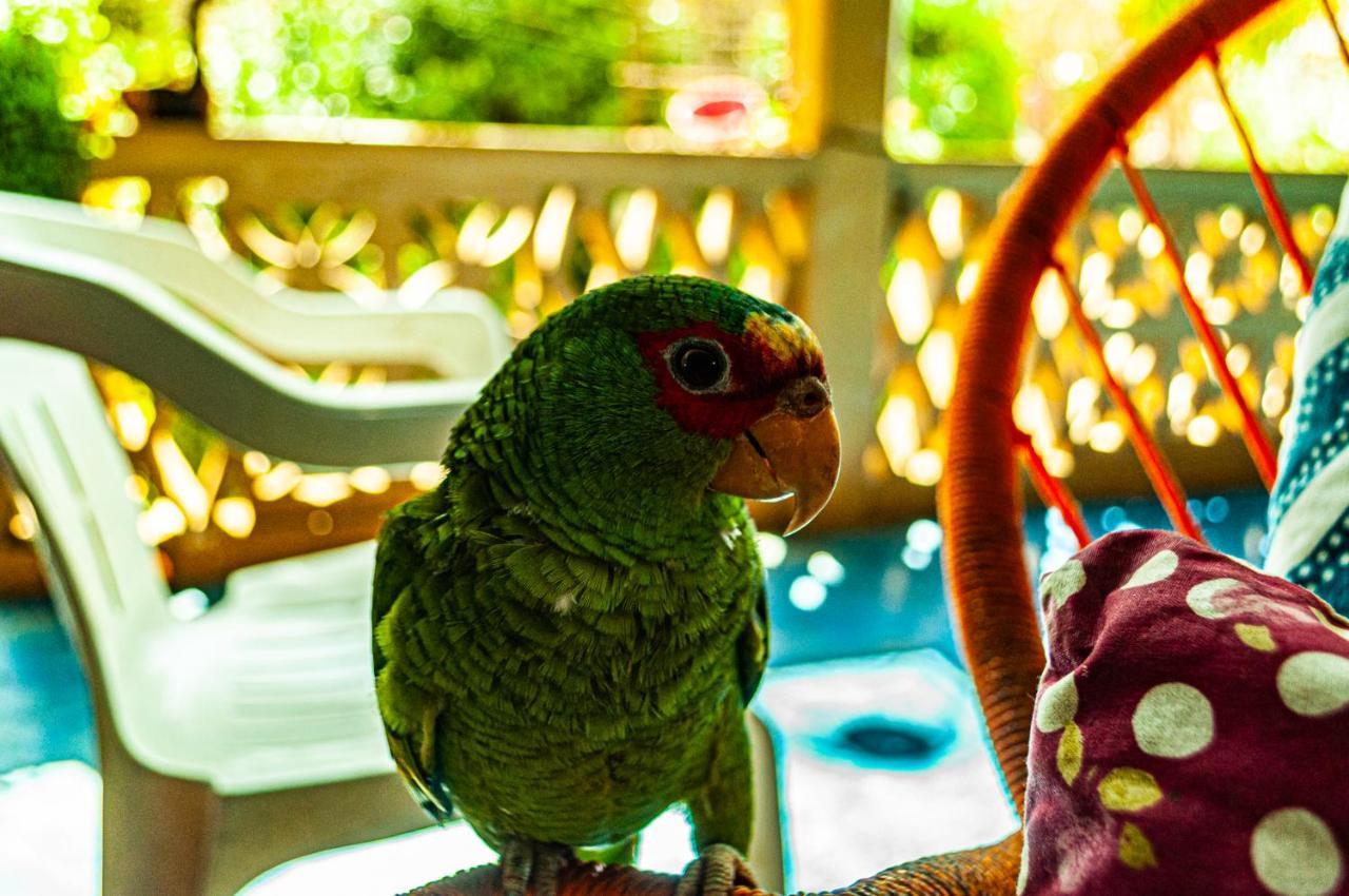 Hotel Capy Puerto Ángel 외부 사진